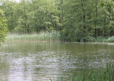 naturbelassener See am Schwielochsee