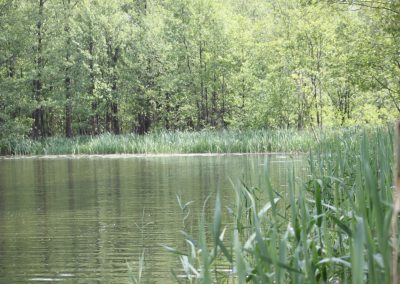Natur an der Floßstation Zehdenick