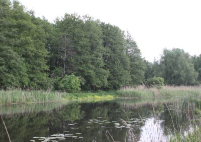Naturbelassener See in Zehdenick
